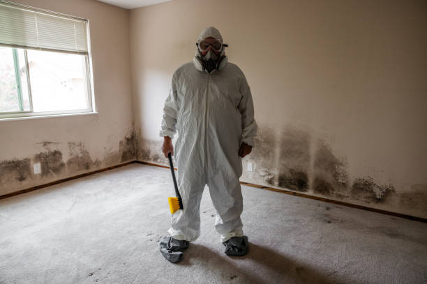 Best Mold Damage Repair  in Loop, PA